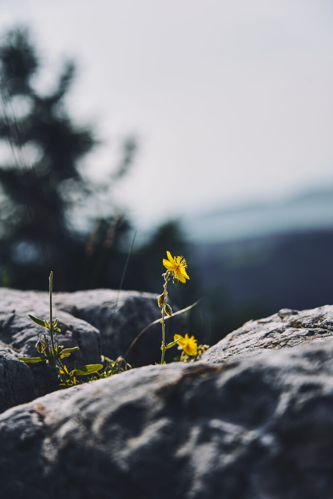 Rock and Ridges