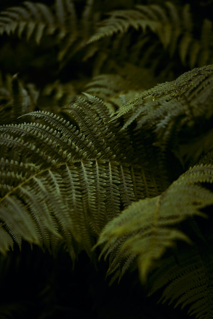Rock and Ridges