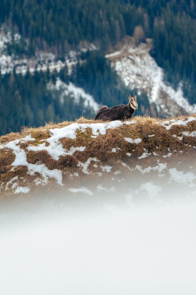 Wildlife