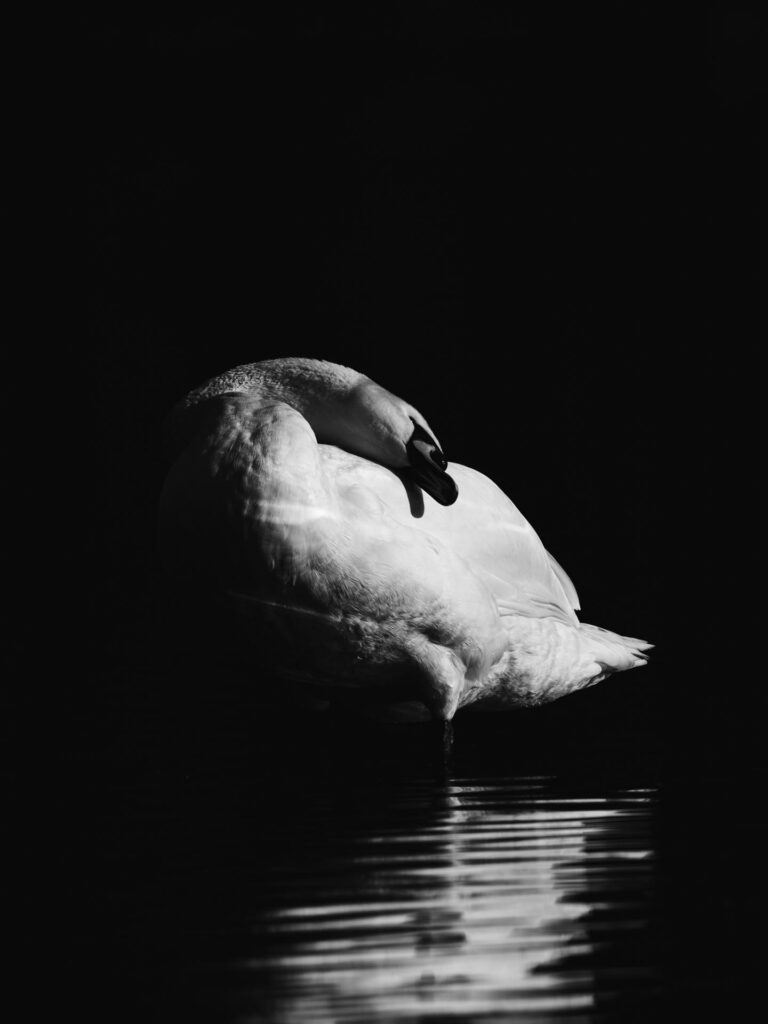 Wildlife