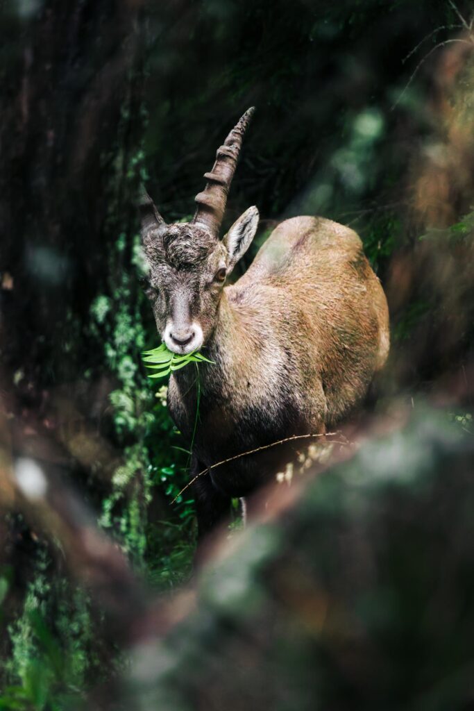 Wildlife