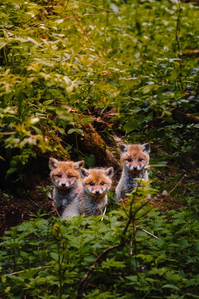 Wildlife
