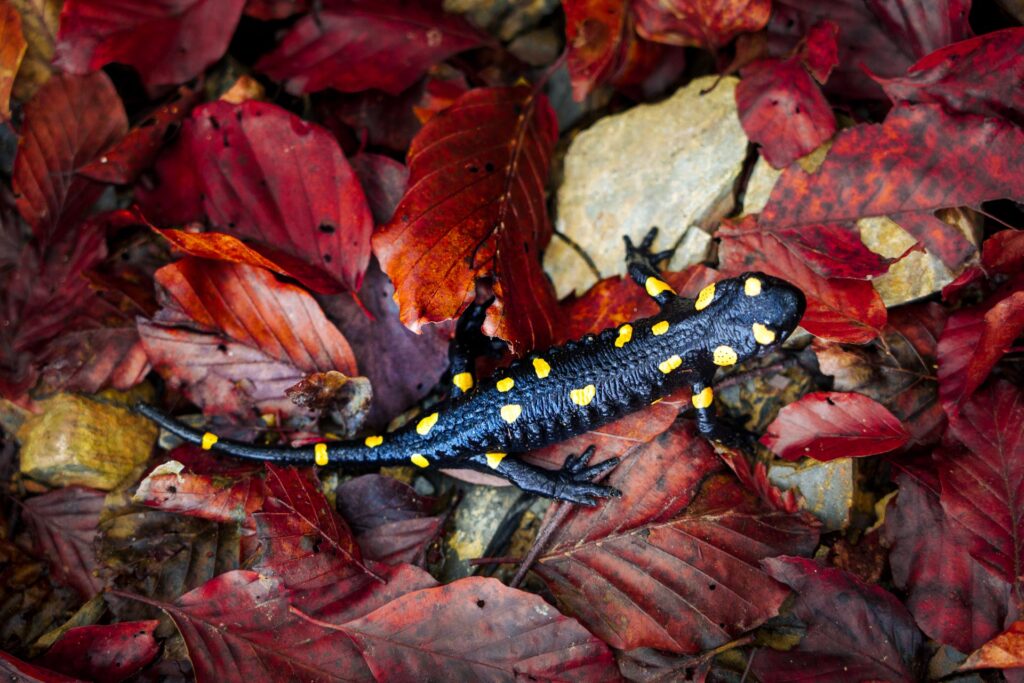 Wildlife