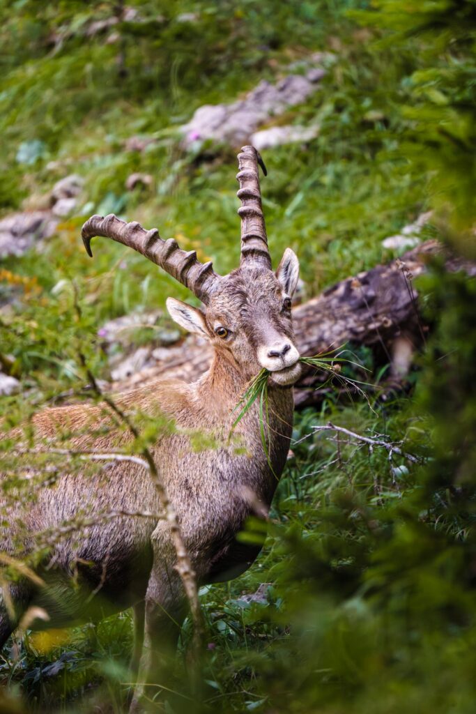 Wildlife