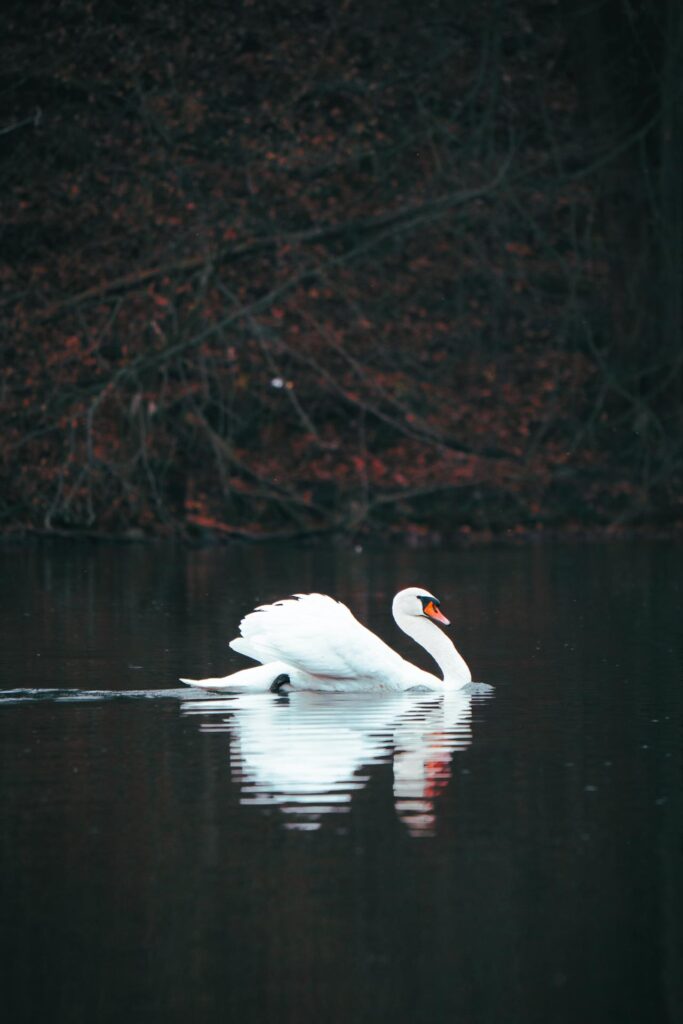 Wildlife