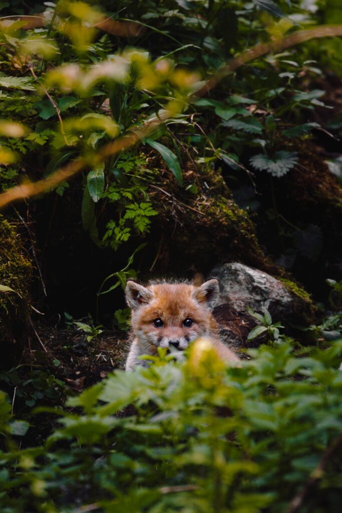 Wildlife