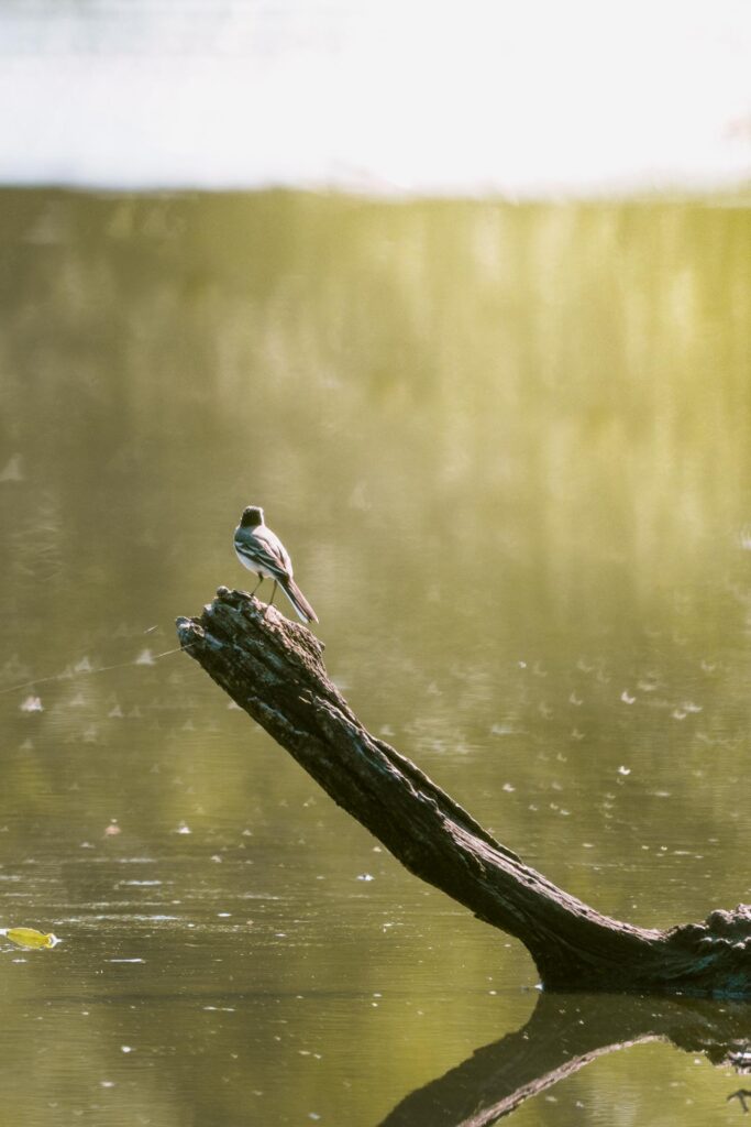 Wildlife