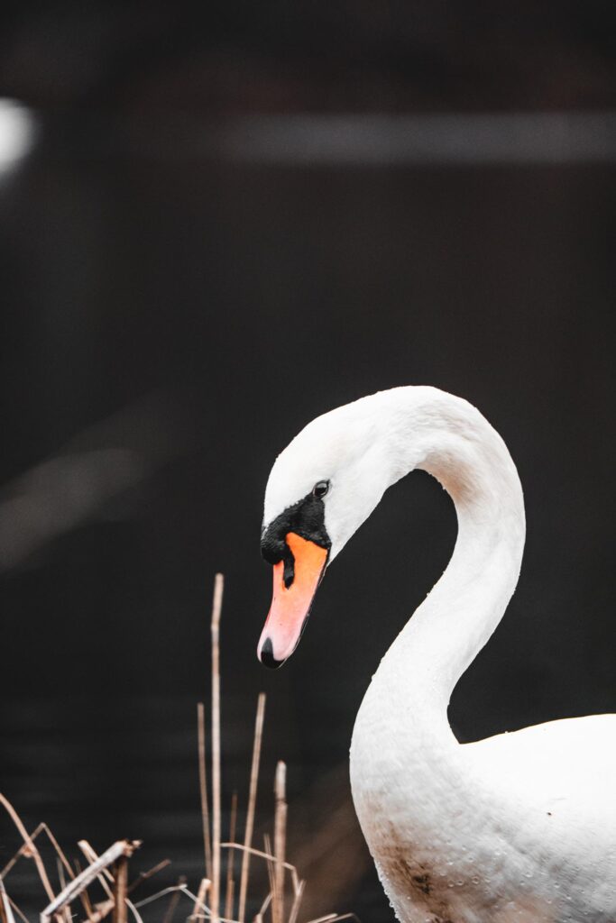 Wildlife