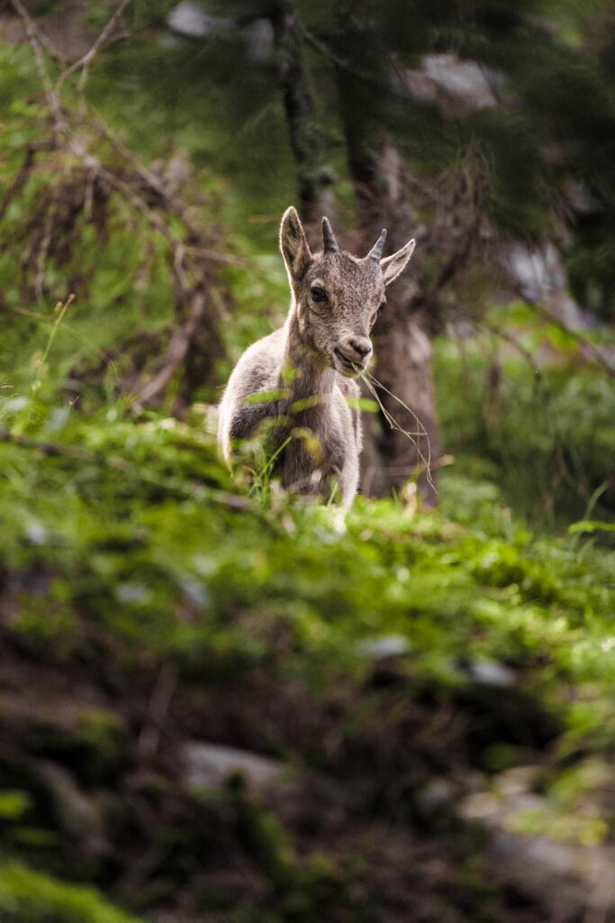 Wildlife