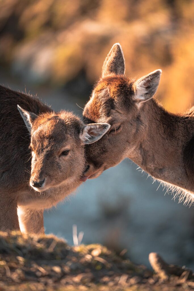 Wildlife