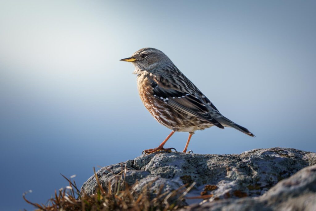 Wildlife