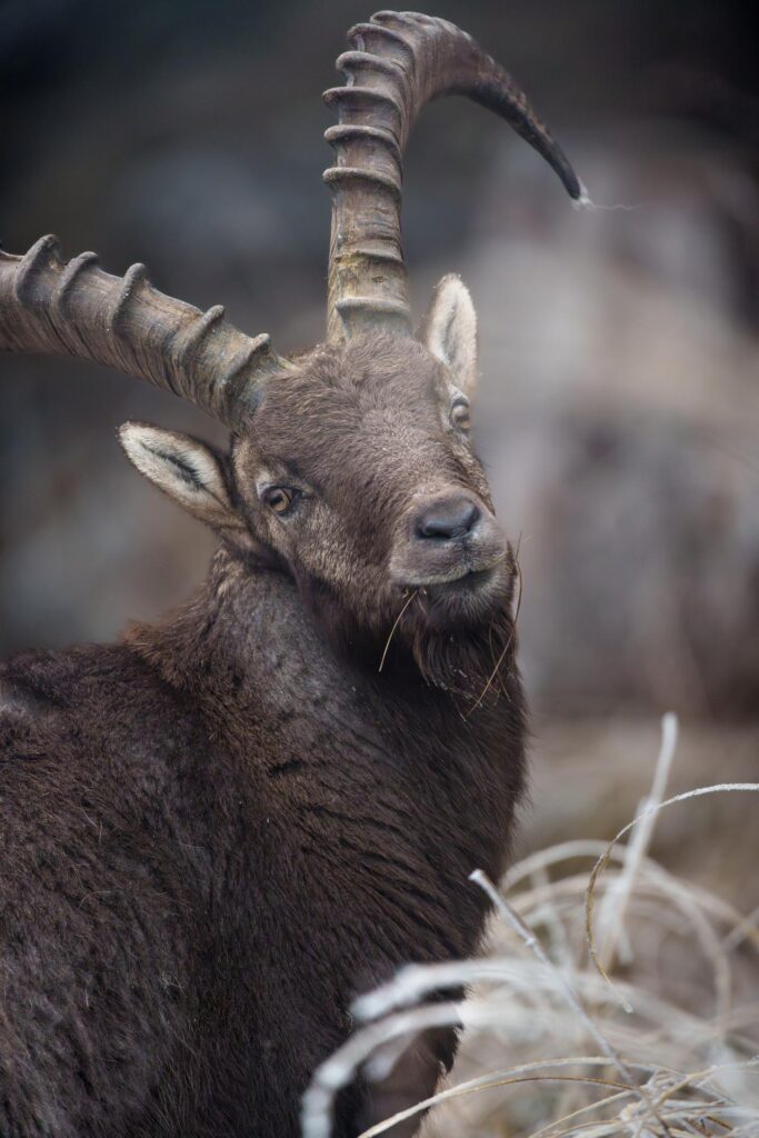 Wildlife