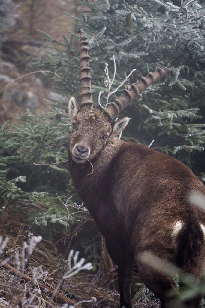 Wildlife