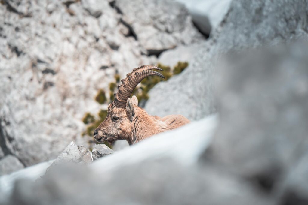 Wildlife