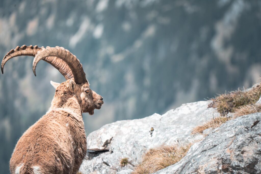 Wildlife