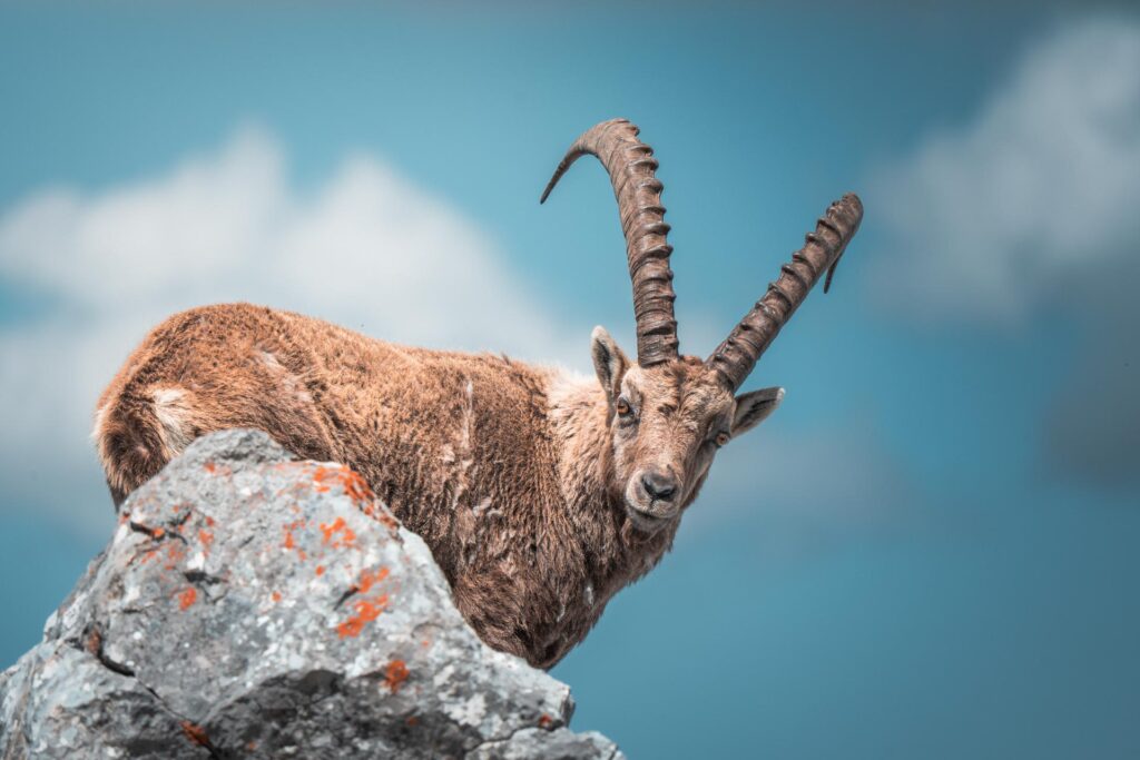Wildlife