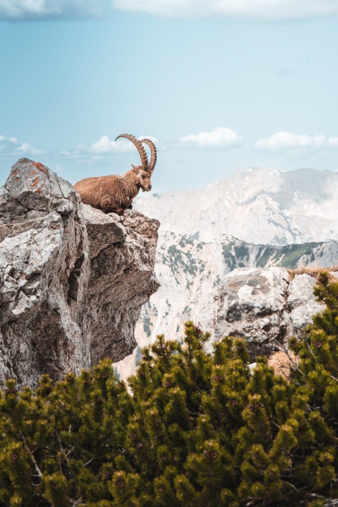Wildlife
