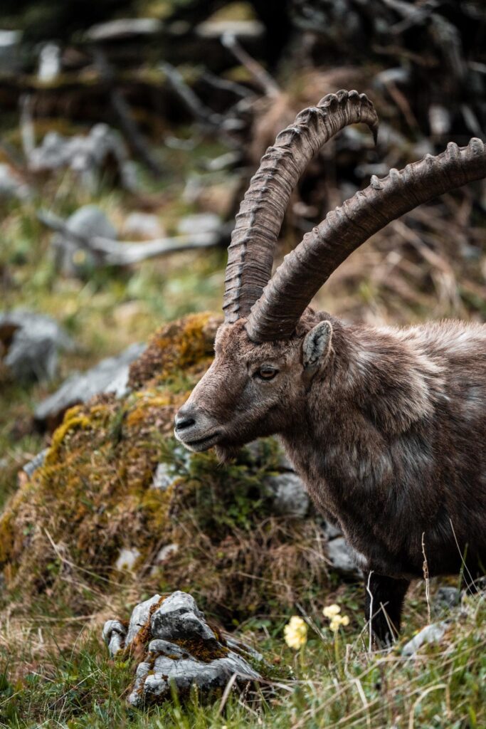Wildlife