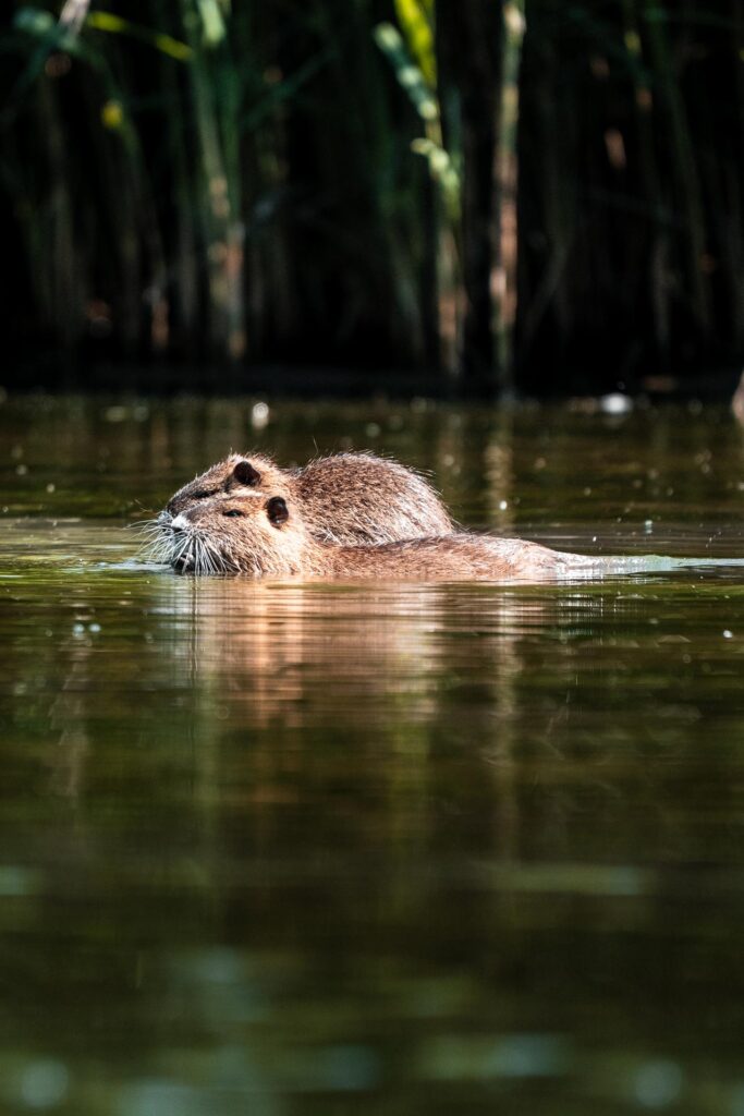 Wildlife