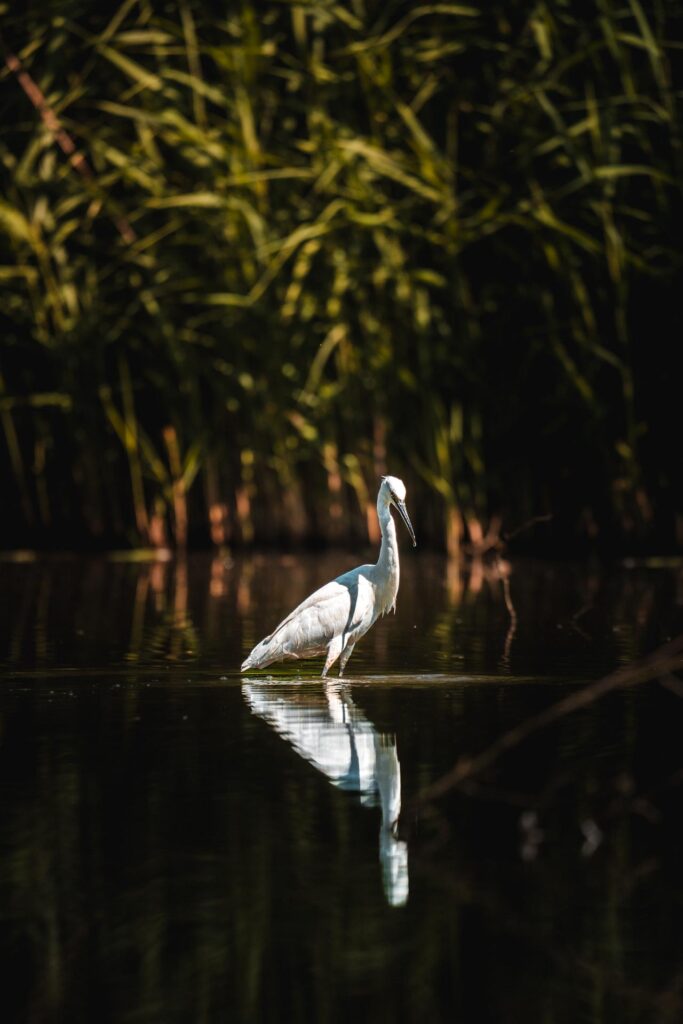 Wildlife