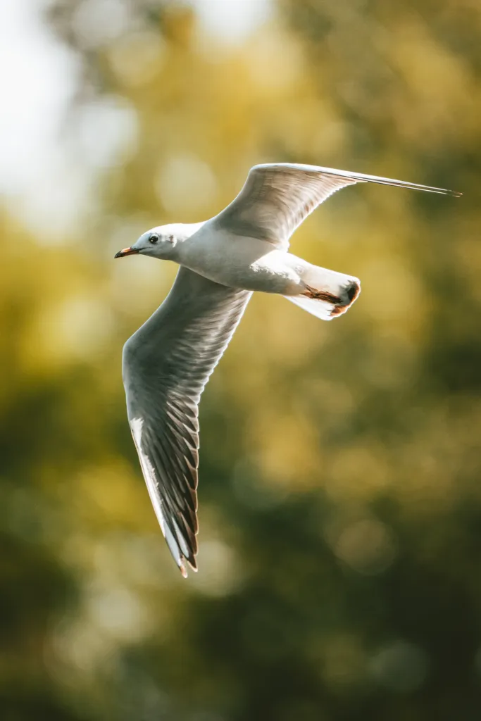 Möwe in Ormoške lagune