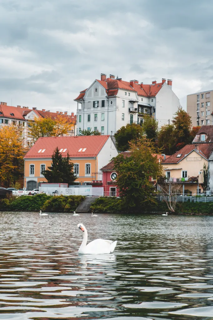 Swan in Maribor