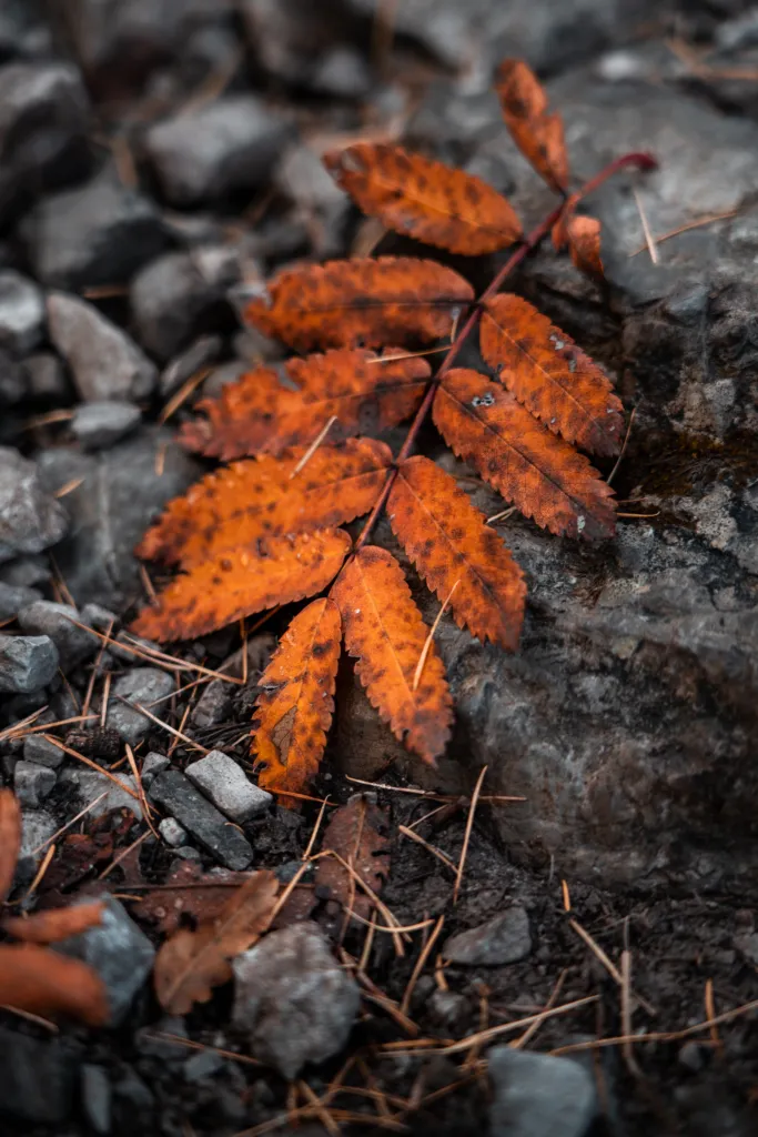Herbstlaub